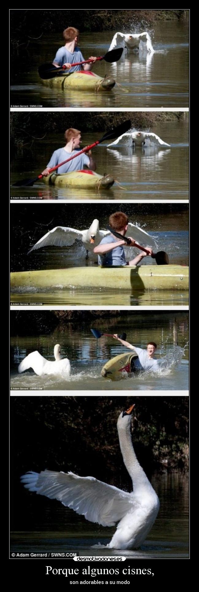 Porque algunos cisnes, - 
