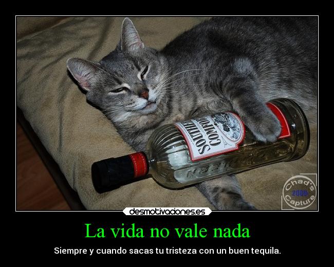 carteles vida ideas tristeza mexico gatos tequila desmotivaciones