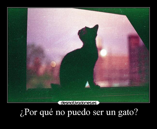 ¿Por qué no puedo ser un gato? -
