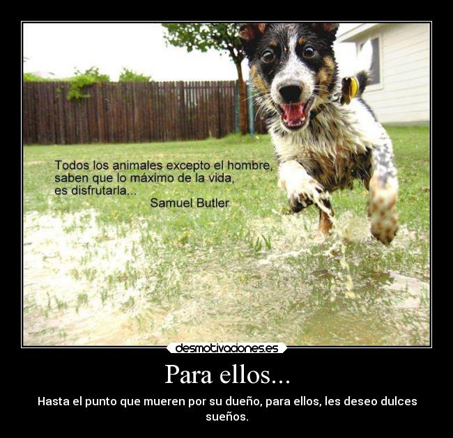 Para ellos... - Hasta el punto que mueren por su dueño, para ellos, les deseo dulces
sueños.