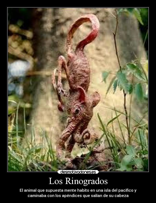 Los Rinogrados - El animal que supuesta mente habito en una isla del pacifico y
caminaba con los apéndices que salían de su cabeza