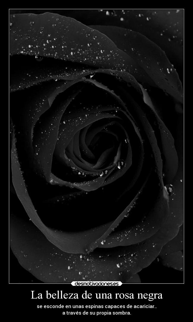 La belleza de una rosa negra - 