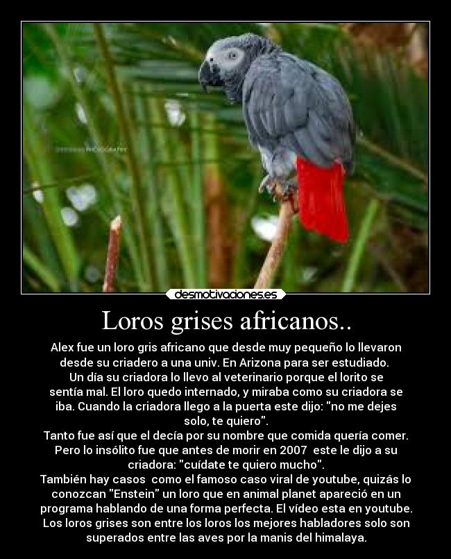 Loros grises africanos.. - Alex fue un loro gris africano que desde muy pequeño lo llevaron
desde su criadero a una univ. En Arizona para ser estudiado.
Un día su criadora lo llevo al veterinario porque el lorito se
sentía mal. El loro quedo internado, y miraba como su criadora se
iba. Cuando la criadora llego a la puerta este dijo: no me dejes
solo, te quiero.
Tanto fue así que el decía por su nombre que comida quería comer.
Pero lo insólito fue que antes de morir en 2007 este le dijo a su
criadora: cuídate te quiero mucho.
También hay casos como el famoso caso viral de youtube, quizás lo
conozcan Enstein un loro que en animal planet apareció en un
programa hablando de una forma perfecta. El vídeo esta en youtube.
Los loros grises son entre los loros los mejores habladores solo son
superados entre las aves por la manis del himalaya.