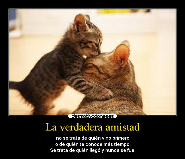 carteles amistad amistad amor desmotivaciones