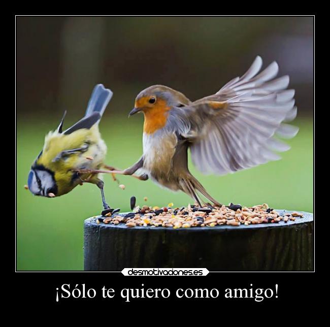¡Sólo te quiero como amigo! - 