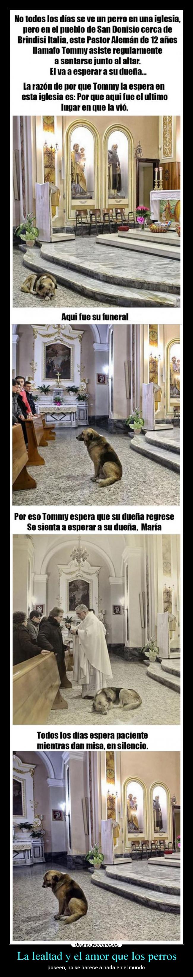 La lealtad y el amor que los perros - poseen, no se parece a nada en el mundo.