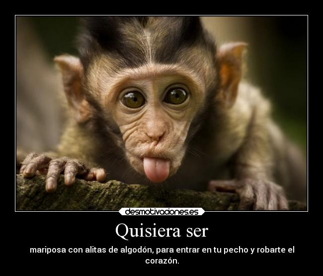 Quisiera ser - mariposa con alitas de algodón, para entrar en tu pecho y robarte el
corazón.