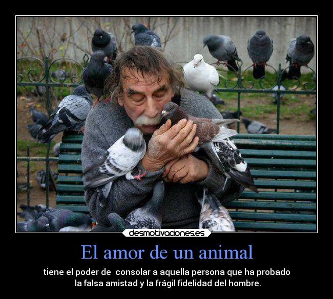El amor de un animal - tiene el poder de consolar a aquella persona que ha probado
la falsa amistad y la frágil fidelidad del hombre.