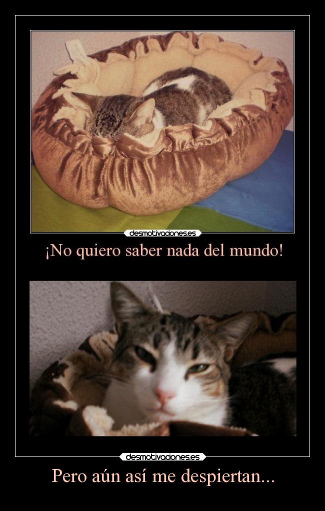 Pero aún así me despiertan... -