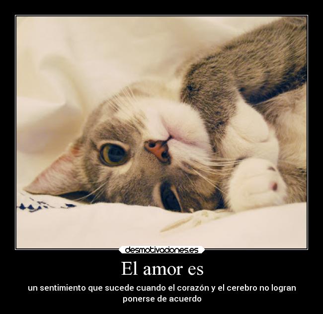 El amor es - un sentimiento que sucede cuando el corazón y el cerebro no logran
ponerse de acuerdo