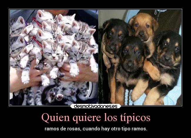 carteles amor animales ramosdeflores desmotivaciones