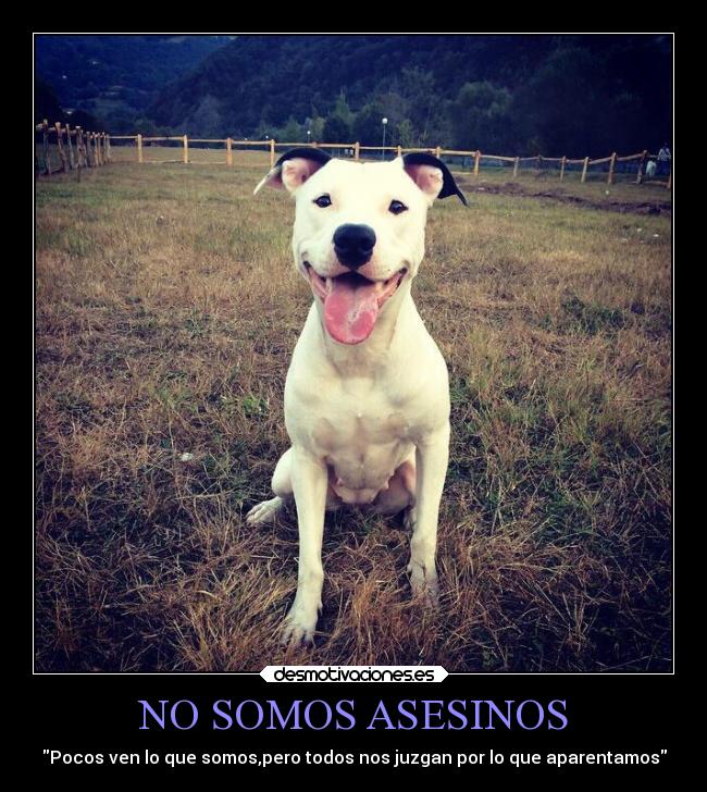 NO SOMOS ASESINOS - Pocos ven lo que somos,pero todos nos juzgan por lo que aparentamos