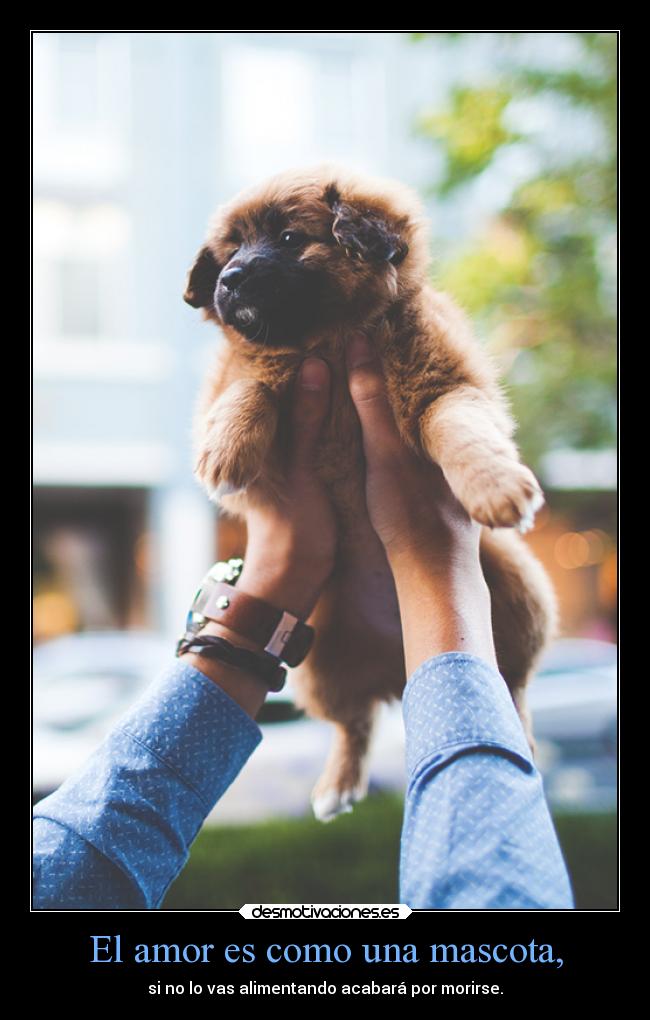 El amor es como una mascota, - si no lo vas alimentando acabará por morirse.