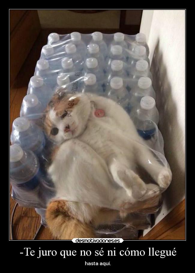 carteles amor humor desmotivaciones graciosas gatosmonosos slowpoke clanebola desmotivaciones