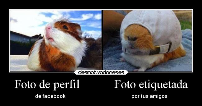 Foto de perfil           Foto etiquetada - de facebook                                                     por tus amigos