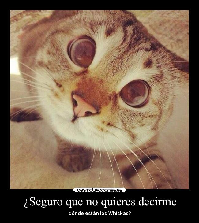 ¿Seguro que no quieres decirme - dónde están los Whiskas?