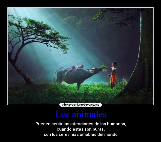 Los animales - Pueden sentir las intenciones de los humanos,
cuando estas son puras,
son los seres más amables del mundo