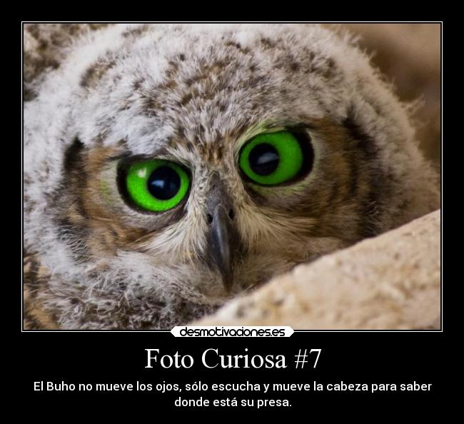 Foto Curiosa #7 - El Buho no mueve los ojos, sólo escucha y mueve la cabeza para saber
donde está su presa.