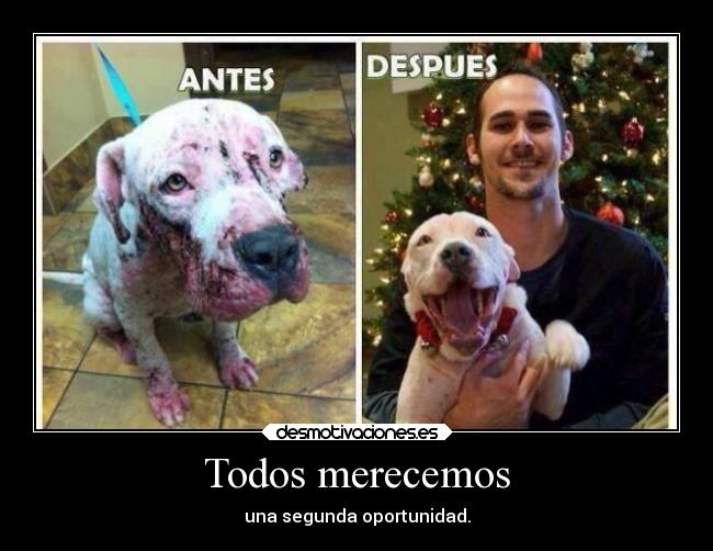 carteles animales desmotivaciones