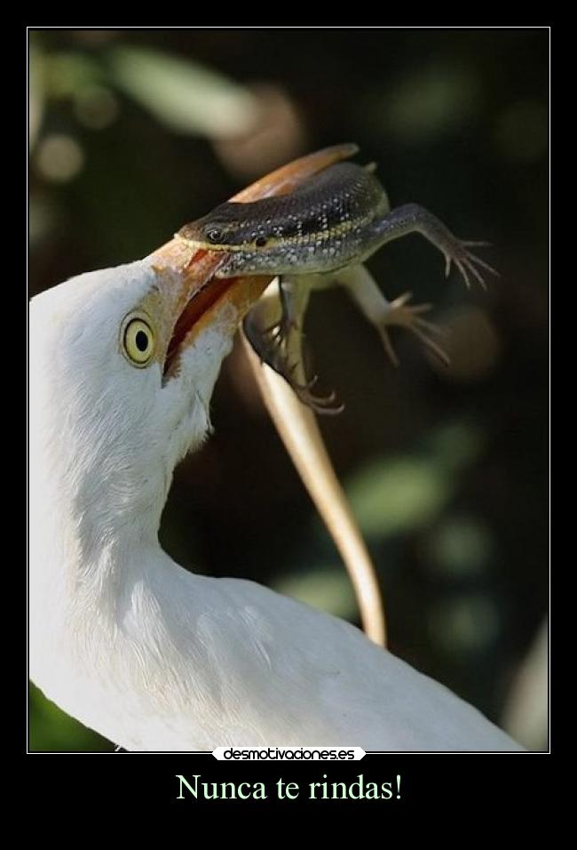 Nunca te rindas! -