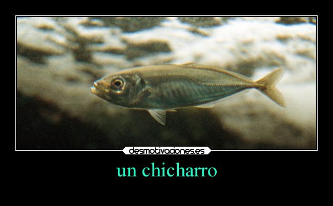 un chicharro - 