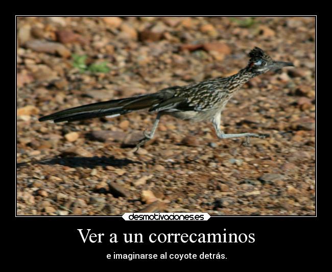 Ver a un correcaminos - e imaginarse al coyote detrás.
