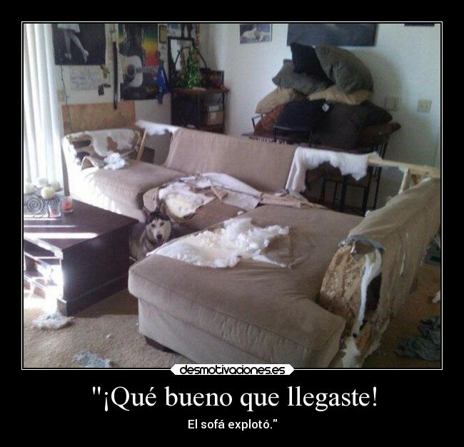 carteles animales humor perros sofa desmotivaciones