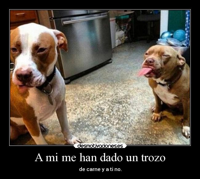 carteles animales humor perros desmotivaciones