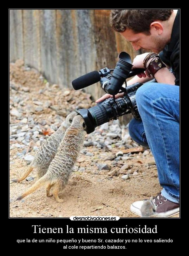 Tienen la misma curiosidad - que la de un niño pequeño y bueno Sr. cazador yo no lo veo saliendo
al cole repartiendo balazos.