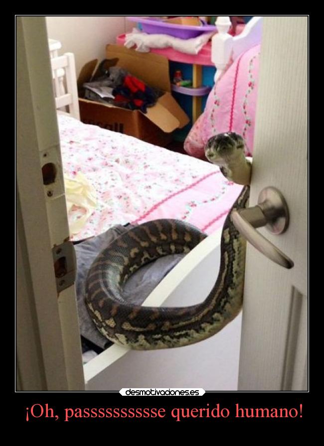 ¡Oh, passsssssssse querido humano! -