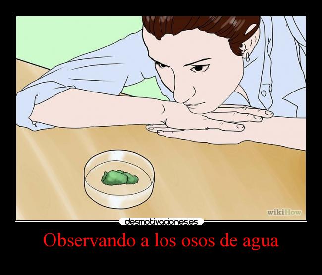 carteles animales oso agua osodeagua clanosodeagua desmotivaciones