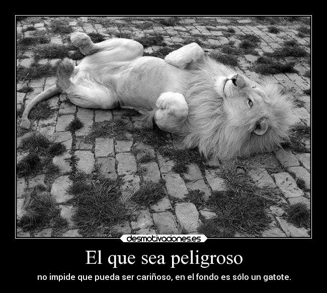 El que sea peligroso - no impide que pueda ser cariñoso, en el fondo es sólo un gatote.
