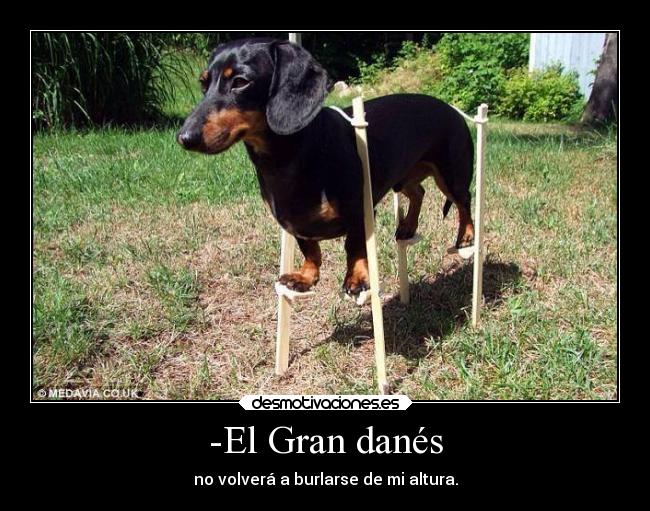 -El Gran danés - no volverá a burlarse de mi altura.