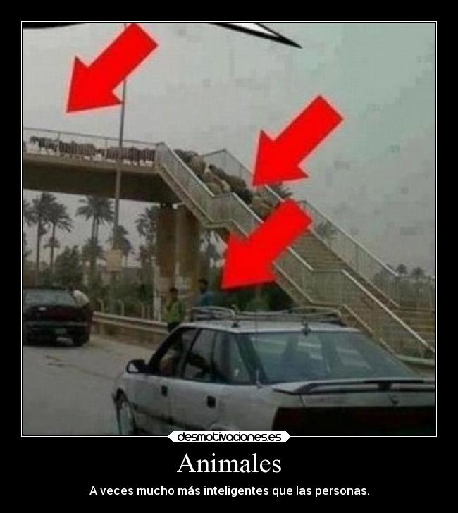 Animales - 