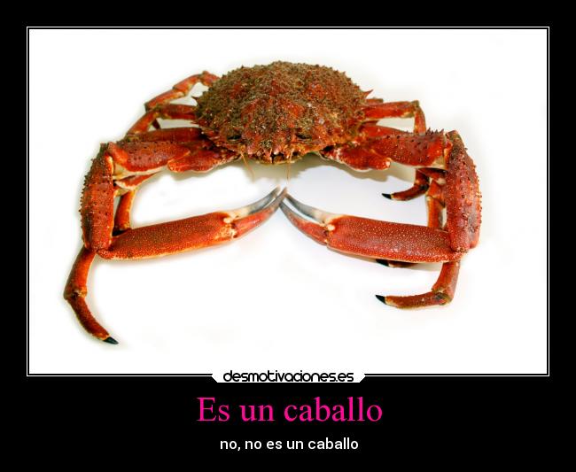 Es un caballo - no, no es un caballo