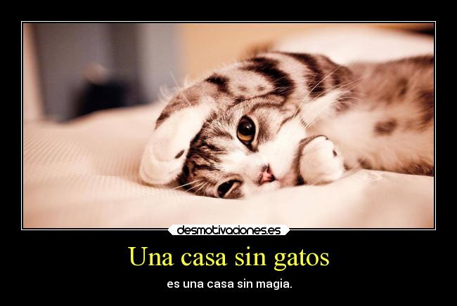 Una casa sin gatos - es una casa sin magia.