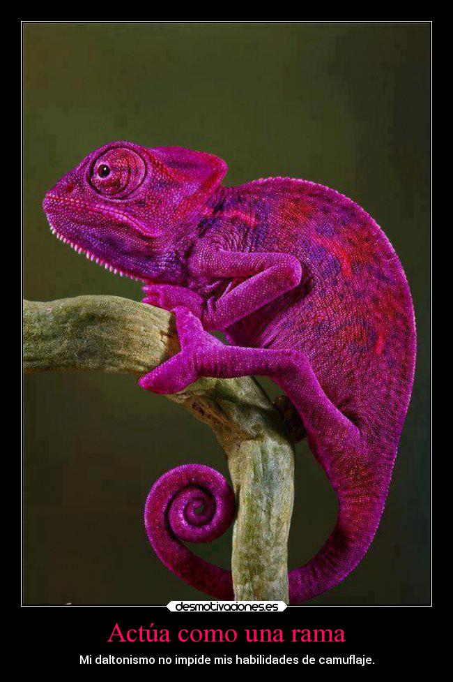 Actúa como una rama - Mi daltonismo no impide mis habilidades de camuflaje.