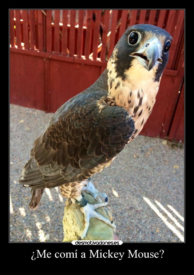 carteles comida humor slipkdemon clandesplazado mickeymouse aguila desmotivaciones