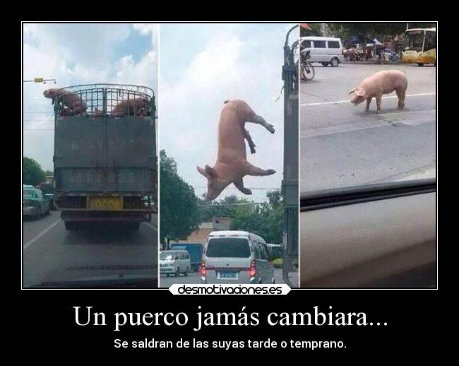 Un puerco jamás cambiara... - Se saldran de las suyas tarde o temprano.