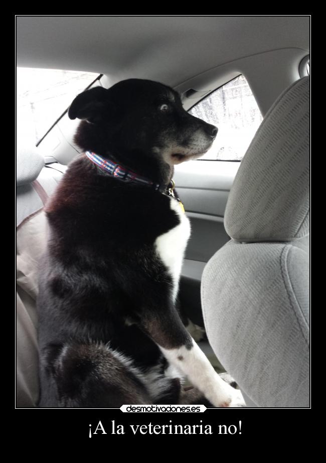 carteles confianza miedo humor slipkdemon clandesplazado perro veterinaria sospechas sorpresa desagradable desmotivaciones