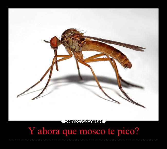 Y ahora que mosco te pico? - -------------------------------------------------------------------------------------------------