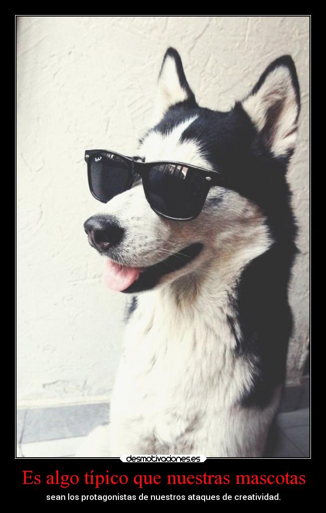 Es algo típico que nuestras mascotas - sean los protagonistas de nuestros ataques de creatividad.