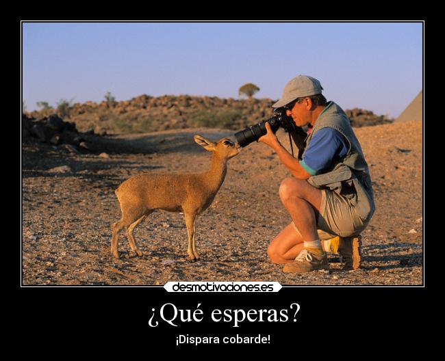 carteles desmotivaciones graciosas animales desmotivaciones