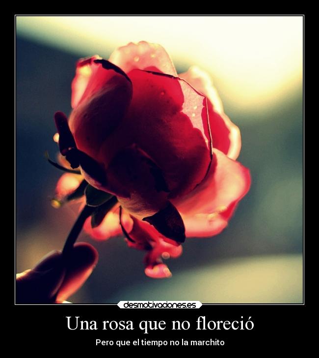 carteles dolor desamor besos amor decepcion carino guerras luchar rendirce desmotivaciones