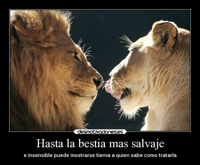 Hasta la bestia mas salvaje - e insensible puede mostrarse tierna a quien sabe como tratarla