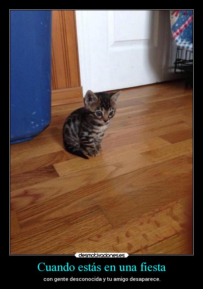 carteles fiesta amigos pobreshito gatito cartelmierda desmotivaciones