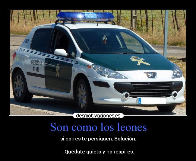 Son como los leones - si corres te persiguen. Solución:

-Quédate quieto y no respires.