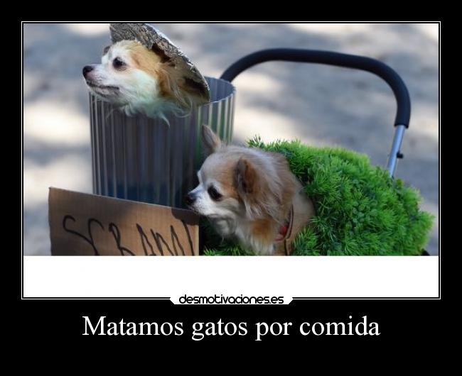 Matamos gatos por comida - 