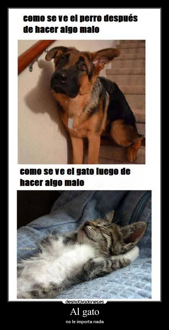 Al gato -