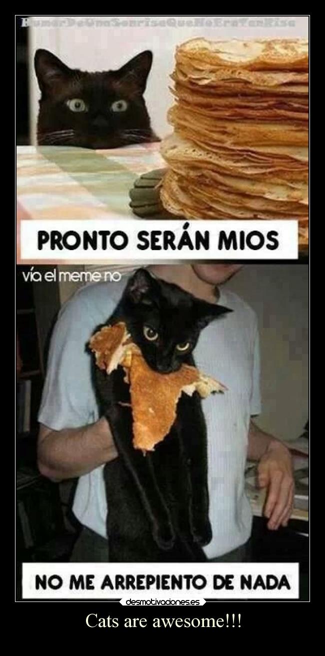 Cats are awesome!!! -